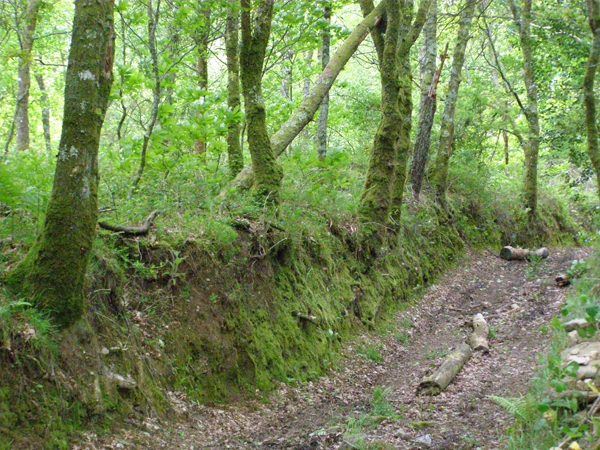 El camino del norte